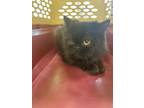 Adopt Shiva a Persian, Domestic Short Hair