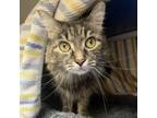 Adopt Chanel a American Curl, Domestic Medium Hair