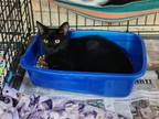 Adopt Coal a Domestic Short Hair