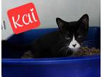 Adopt Kai a Domestic Short Hair