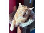 Adopt Cindy a Domestic Short Hair