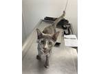 Adopt Sinead a Calico