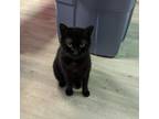 Adopt Silky a Domestic Medium Hair