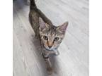 Adopt Lucy a Domestic Short Hair