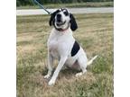 Adopt Tilly a Coonhound, Mixed Breed