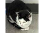 Adopt Cider a Domestic Short Hair
