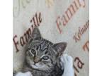 Adopt Grouch a Domestic Short Hair