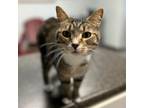 Adopt Sugar a Domestic Short Hair
