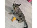 Adopt Sally a Domestic Short Hair