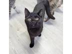 Adopt Maleficent a Domestic Long Hair