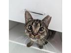 Adopt Gaz a Domestic Short Hair