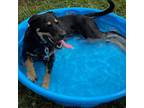 Adopt Blair a Mixed Breed, Hound