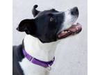 Adopt Keeta a Pit Bull Terrier, Hound