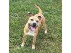 Adopt Indy a Pit Bull Terrier, Boxer