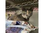 Adopt Violet a Domestic Short Hair