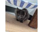 Adopt Maleena a Domestic Long Hair