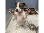 Adopt Edna a Pit Bull Terrier