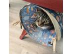 Adopt Speckles a Domestic Short Hair