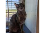 Adopt Tootsie a Domestic Short Hair