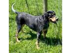 Adopt Mac a Coonhound
