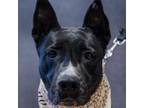 Adopt Ursula a Pit Bull Terrier, Labrador Retriever