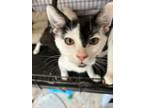 Adopt Tulip a Domestic Short Hair