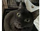 Adopt Luna a Domestic Short Hair