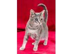 Adopt Anchovy a Domestic Short Hair