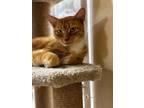 Adopt Phoebe Bacon a Domestic Short Hair