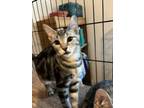 Adopt Gina a Domestic Short Hair
