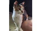 Adopt Clara Bow a Domestic Short Hair