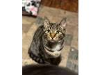 Adopt Squishy a Domestic Short Hair
