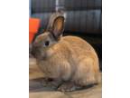 Adopt Anemone a Bunny Rabbit