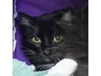Adopt Primrose a Domestic Long Hair
