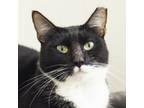 Adopt Tiny a Domestic Short Hair