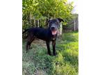 Adopt Paradise a Pit Bull Terrier