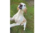 Adopt Niylah (HW+) a Hound, Mixed Breed