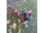 Adopt Noni a Terrier, Mixed Breed