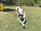 Adopt Dottie a Dalmatian, Mixed Breed