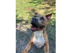 Adopt Zena a Terrier, Mixed Breed