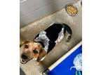 Adopt Bandana a Beagle