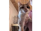 Adopt Hannah a Domestic Short Hair