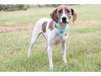 Adopt Franki a Pointer, Mixed Breed