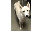 Adopt Patrisha a Husky, Shepherd