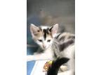 Adopt Annabelle a Domestic Short Hair