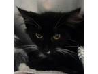 Adopt Skipper a Domestic Short Hair