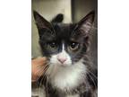 Adopt Skye a Domestic Short Hair