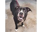 Adopt Lovie/Salt a Boxer