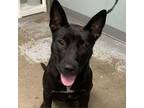 Adopt pistachio a Australian Cattle Dog / Blue Heeler