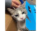 Adopt Agave a Domestic Short Hair